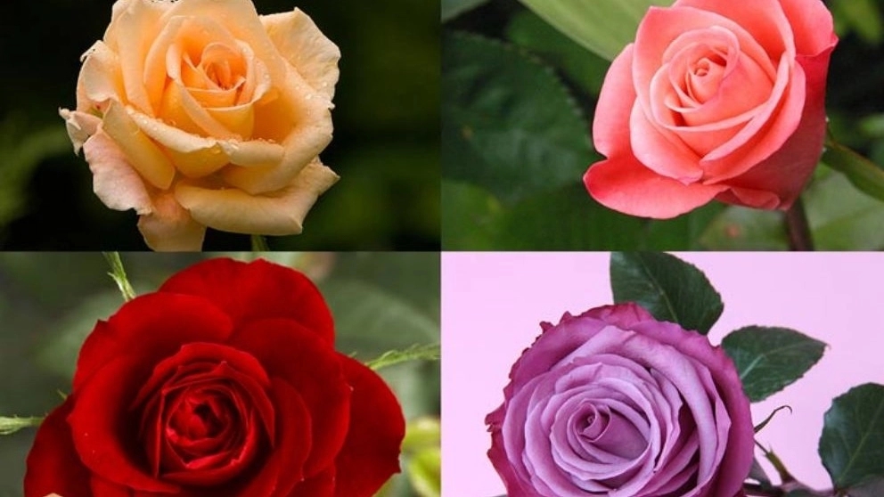 Types of car roses
